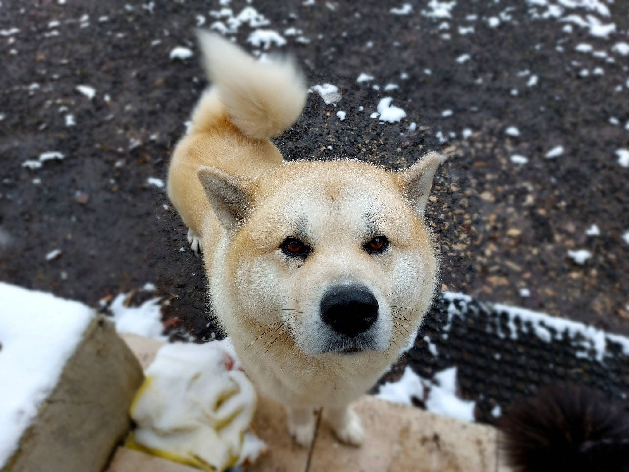 Kinaï participe au concours pour gagner de l'argent avec cette photo : ancient_dog_breeds, canidae, carnivore, collar, companion_dog, dog, dog_breed, fawn, fur, non_sporting_group, puppy, snout, snow, sporting_group, tail, terrestrial_animal, whiskers, wildlife, winter, working_dog