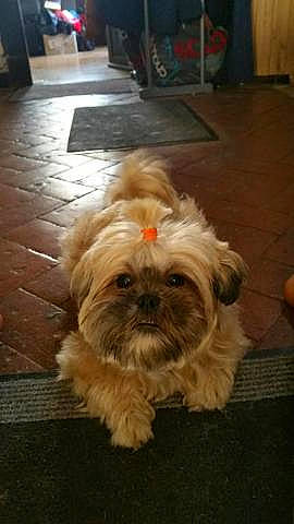 Imja participe au concours pour gagner de l'argent avec cette photo : canidae, carnivore, companion_dog, dog, dog_breed, fawn, floor, flooring, fur, hardwood, liver, shih_poo, shih_tzu, small_terrier, snout, sporting_group, terrier, toy_dog, wood, working_animal