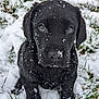 animal, canine, dog, frost, hound, ice, labradorretriever, nature, outdoors, pet, pointer, puppy, snout, snow, weather, winter