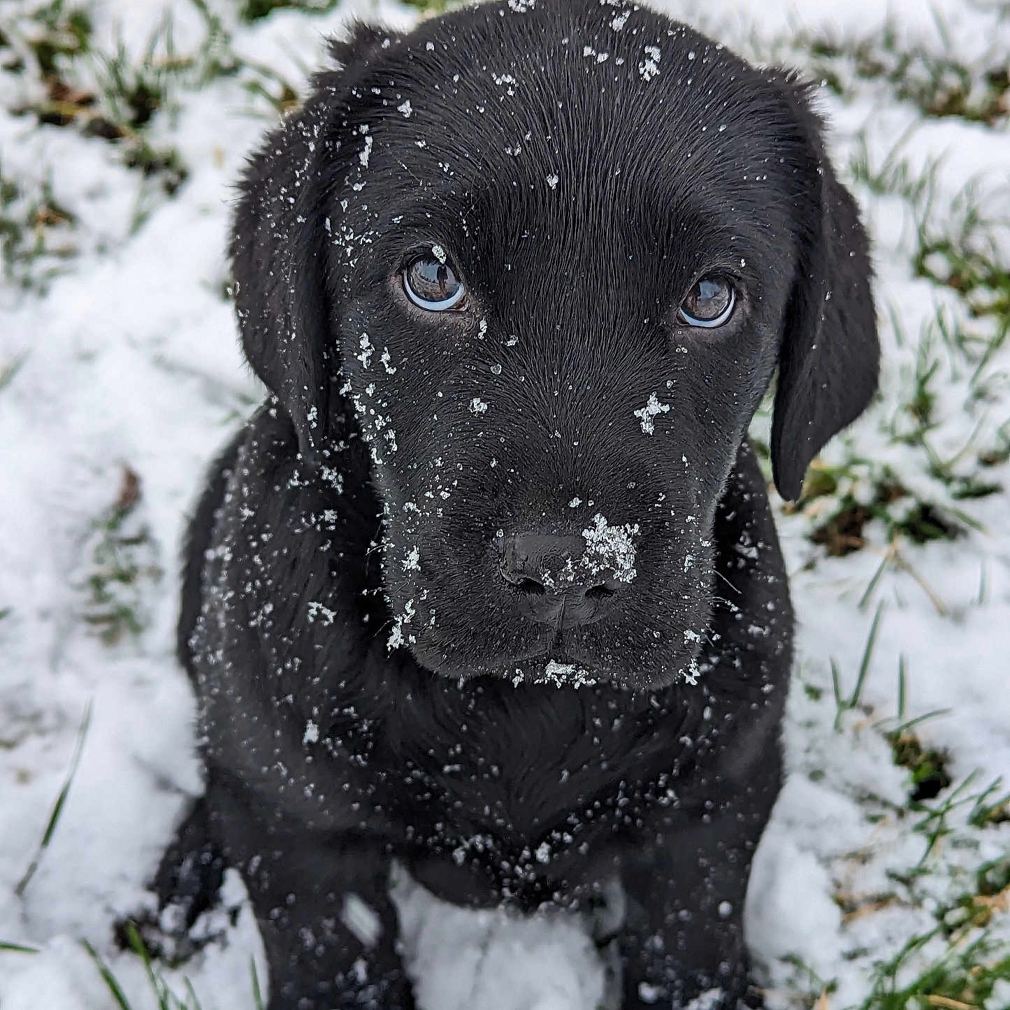 Todd participe au concours pour gagner de l'argent avec cette photo : animal, canine, dog, frost, hound, ice, labradorretriever, nature, outdoors, pet, pointer, puppy, snout, snow, weather, winter