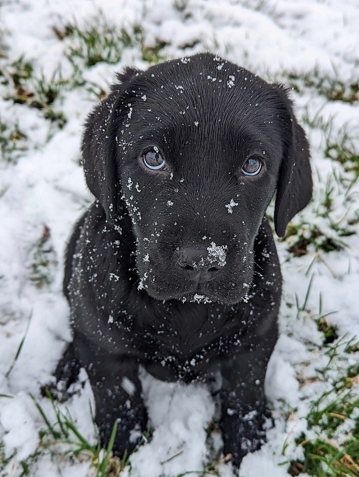 Todd participe au concours pour gagner de l'argent avec cette photo : animal, canine, dog, frost, hound, ice, labradorretriever, nature, outdoors, pet, pointer, puppy, snout, snow, weather, winter