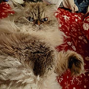 Matilda joined the competition — help win amazing prizes! animal, blanket, blue_eyes, cat, close_up, cute, domestic_animal, face, feline, fluffy, fur, indoor, long_hair, patterned, paw, pet, red, relaxed, resting, whiskers