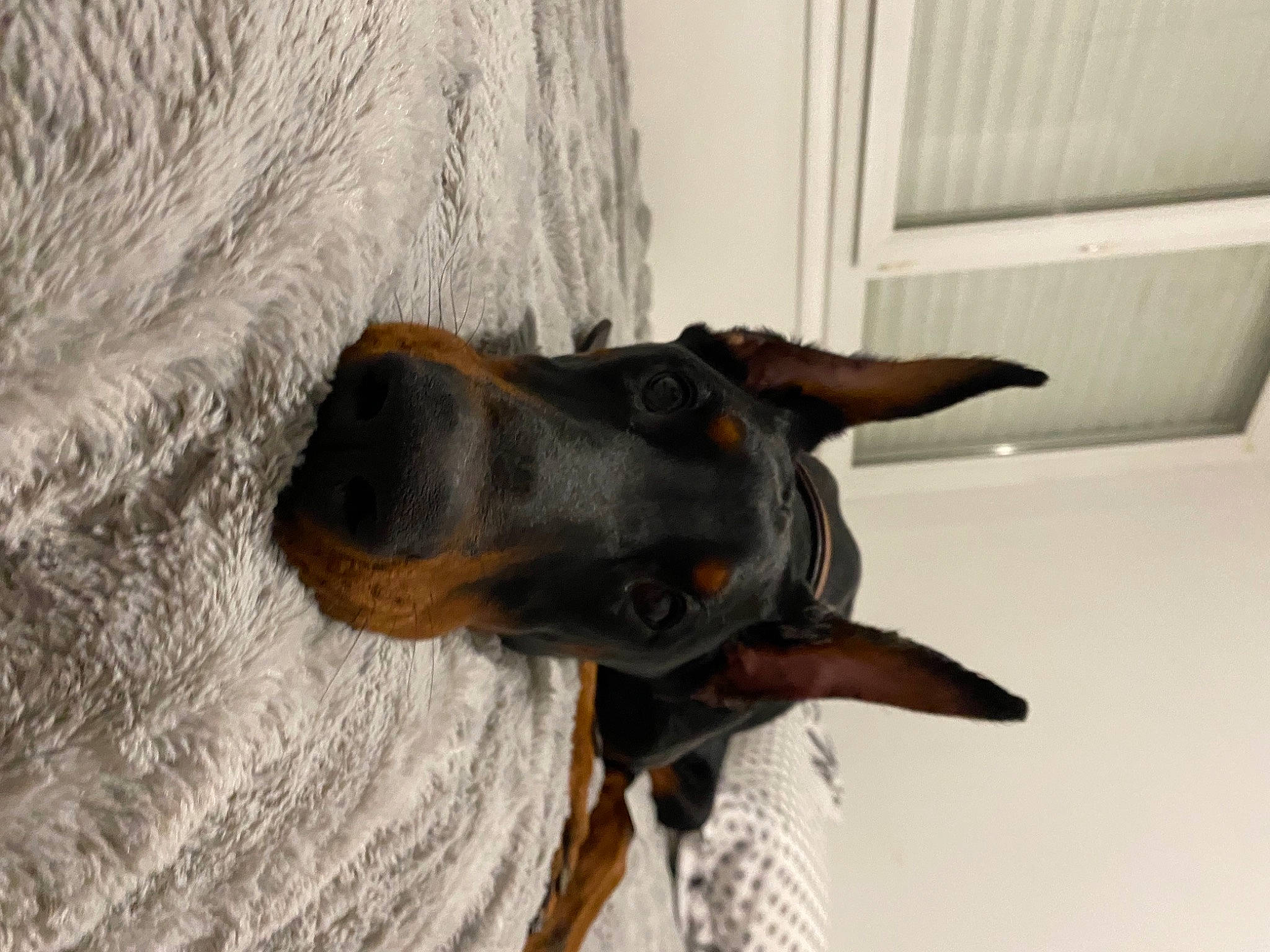 Raka a rejoint le concours — aidez-le/la à gagner de superbes lots ! canidae, carnivore, collar, companion_dog, dog, dog_breed, dog_collar, ear, fawn, fur, guard_dog, liver, pet_supply, pinscher, snout, sporting_group, whiskers, wood, working_animal, working_dog