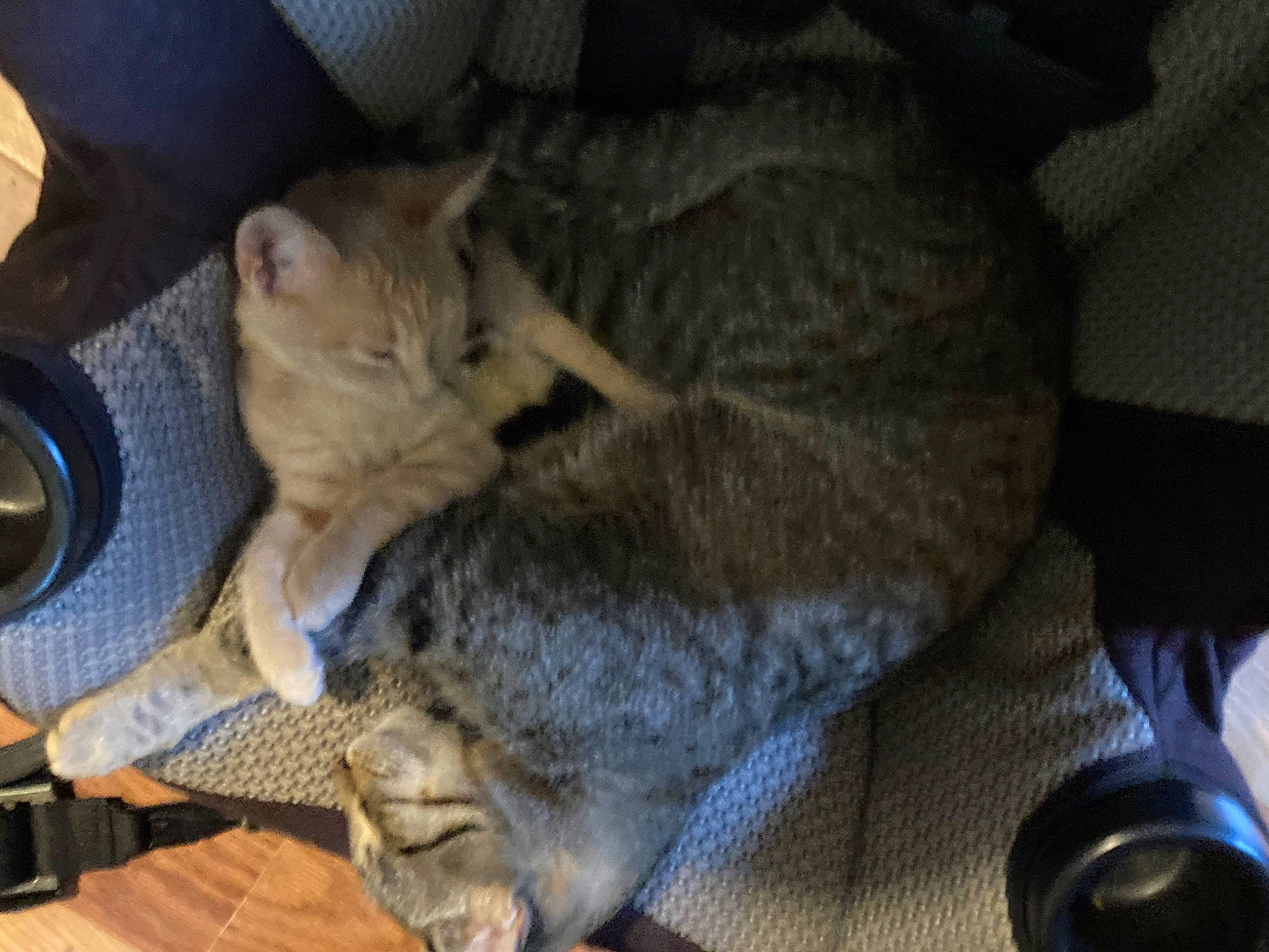 Castiel is registered to the contest to win money with this photo: carnivore, cat, chartreux, claw, comfort, domestic_short_haired_cat, fawn, felidae, fur, grey, nap, paw, sleep, small_to_medium_sized_cats, snout, tail, whiskers, wood