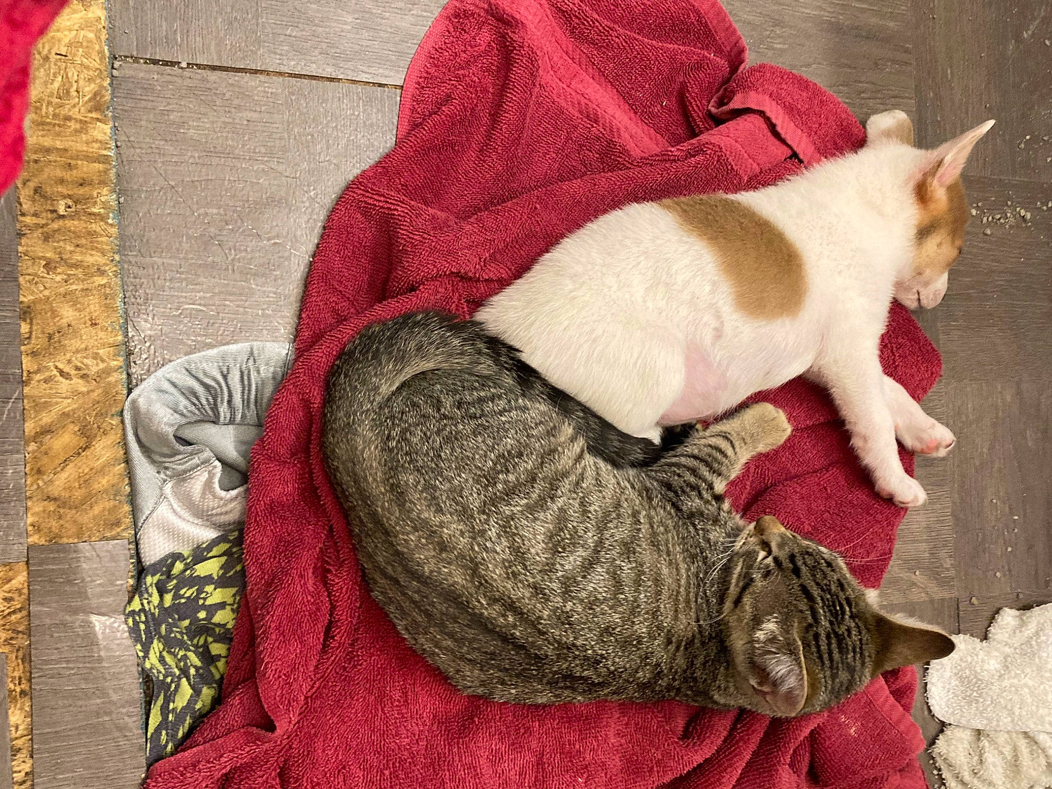 Alaina joined the competition — help win amazing prizes! carmine, carnivore, cat, comfort, domestic_short_haired_cat, fawn, felidae, flooring, fur, linens, pattern, paw, red, small_to_medium_sized_cats, snout, tail, textile, whiskers, wool, woolen