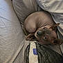 sphynx_cat, hairless_cat, pet, bed, pillow, blanket, indoor, resting, curled_up, animal, feline, looking_up, cozy, soft_lighting, striped_sheet, fabric, closeup, relaxed, cute, sleeping_area