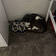 Luna is registered to the contest to win money with this photo: cat, sneakers, carpet, wall, corner, furniture, bed_frame, white, black, gray, indoor, cozy, resting, pet, shoes, floor, calm, domestic, animal, sleeping