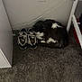 cat, sneakers, carpet, wall, corner, furniture, bed_frame, white, black, gray, indoor, cozy, resting, pet, shoes, floor, calm, domestic, animal, sleeping