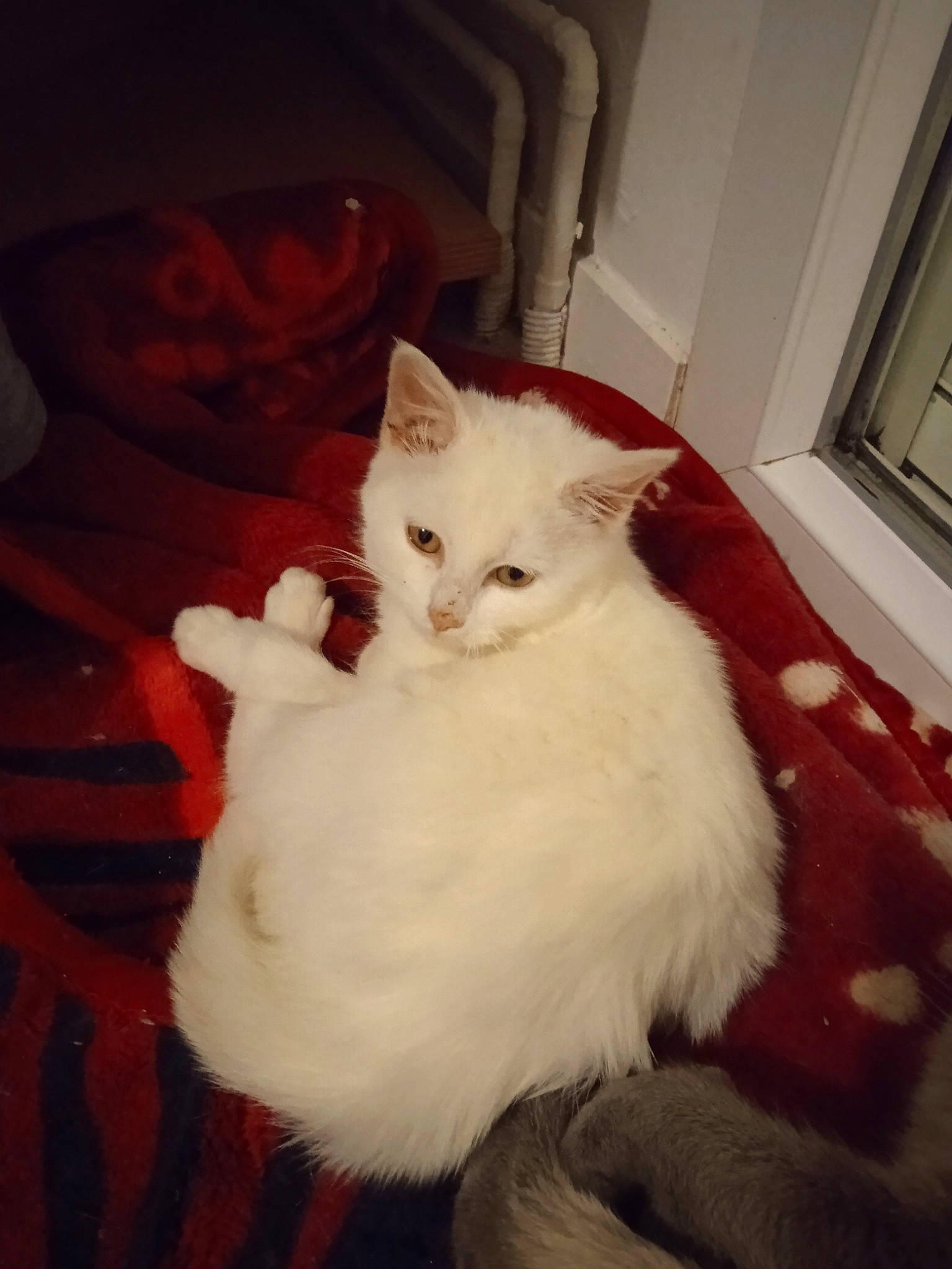 Cookie participe au concours pour gagner de l'argent avec cette photo : carnivore, cat, claw, comfort, domestic_short_haired_cat, eye, fawn, felidae, flooring, fur, hair, hardwood, human_body, leg, paw, small_to_medium_sized_cats, snout, tail, whiskers, wood