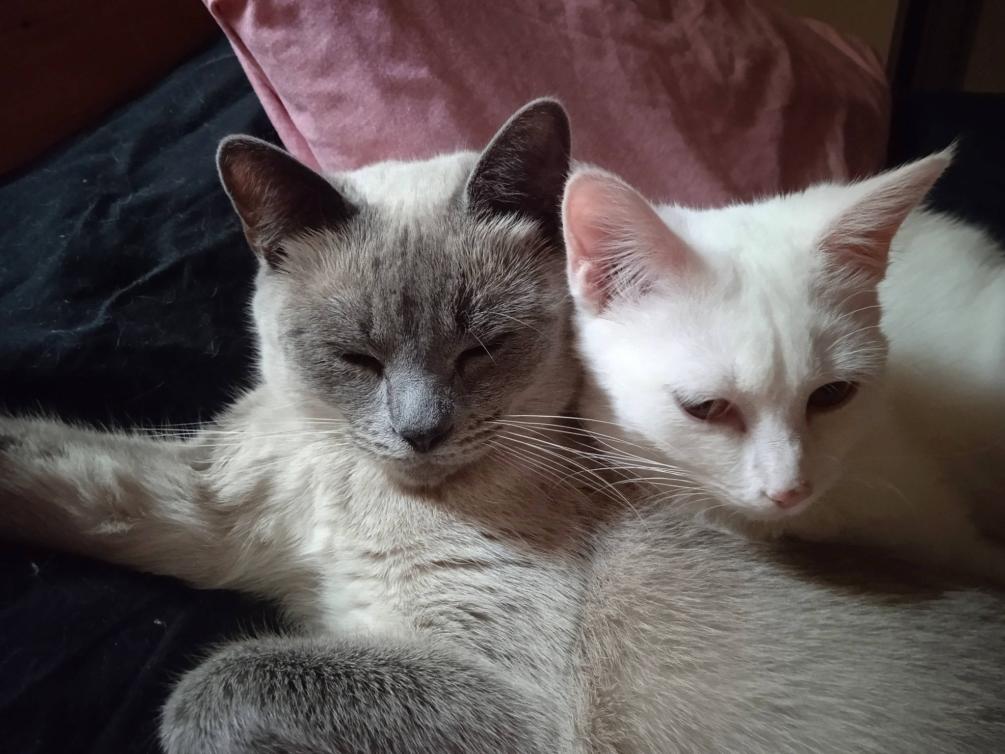 Sayah participe au concours pour gagner de l'argent avec cette photo : carnivore, cat, cat_furniture, cat_supply, claw, comfort, domestic_short_haired_cat, eye, felidae, fur, paw, small_to_medium_sized_cats, snout, tail, terrestrial_animal, whiskers, window