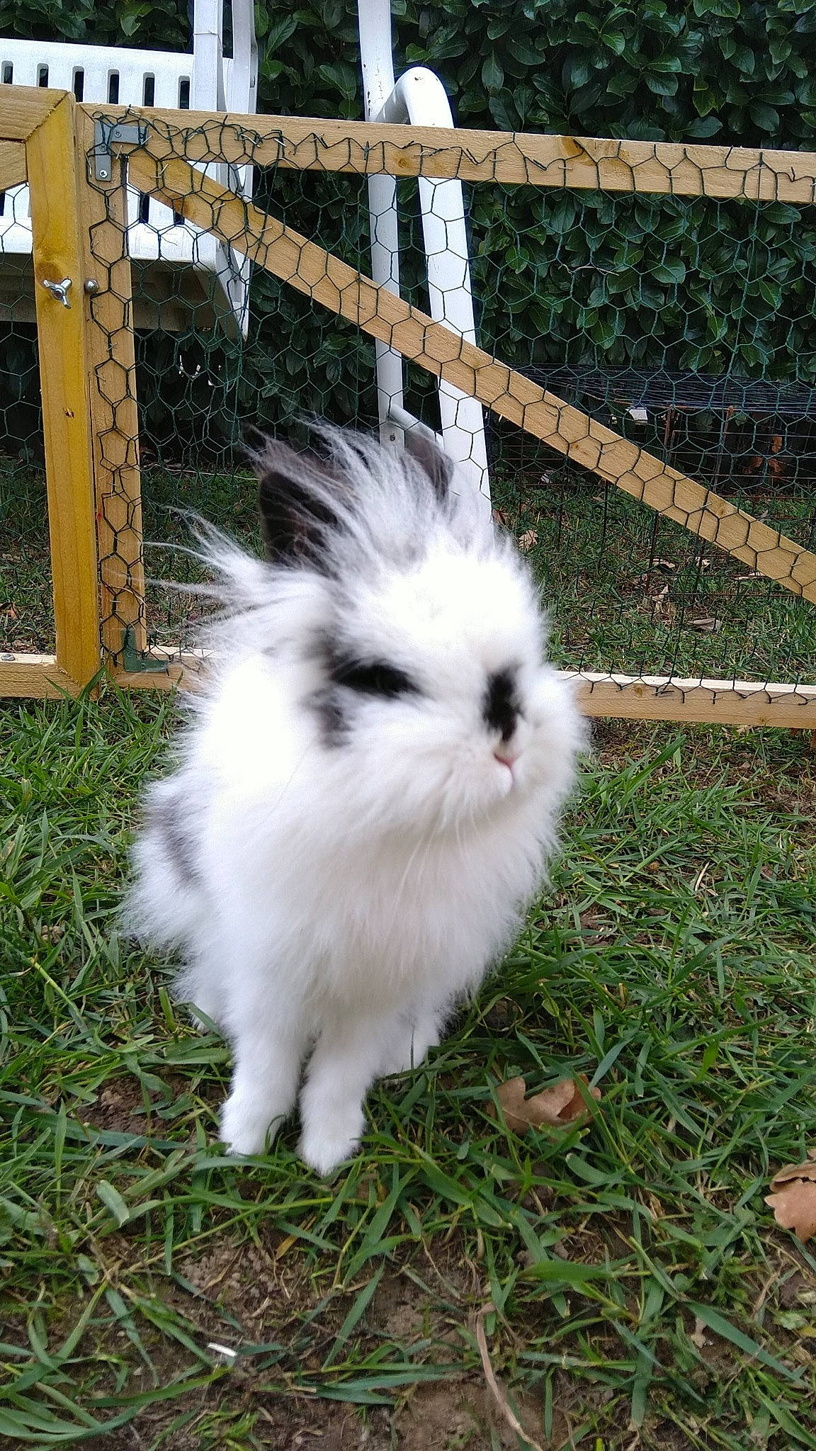 Vodka participe au concours pour gagner de l'argent avec cette photo : angora_rabbit, domestic_rabbit, grass, hare, mammal, rabbit, rabbits_and_hares, whiskers
