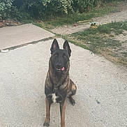 Pasha a rejoint le concours — aidez-le/la à gagner de superbes lots ! dog, pet, canine, animal, outdoor, sitting, tongue_out, garden, greenery, concrete, playful, ears_up, brown_fur, black_fur, nature, yard, hose, grass, pathway, daylight