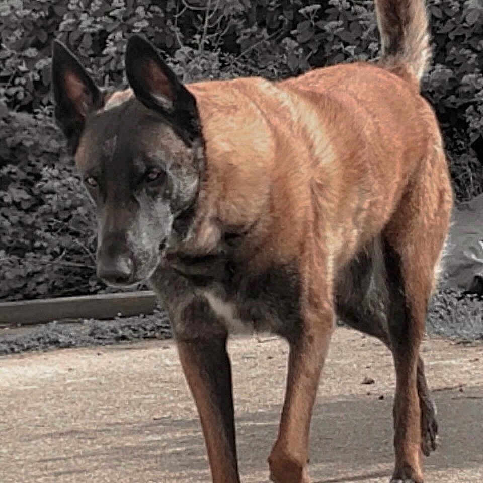 Pasha