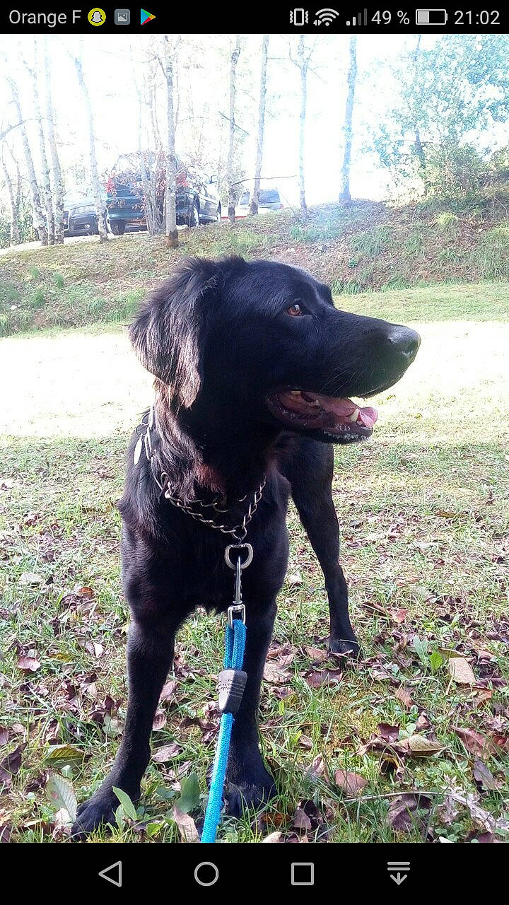 Bandit a rejoint le concours — aidez-le/la à gagner de superbes lots ! beagador, borador, canidae, carnivore, dog, dog_breed, flat_coated_retriever, hunting_dog, labrador_retriever, mammal, patterdale_terrier, rare_breed_dog, retriever, sporting_group, vertebrate