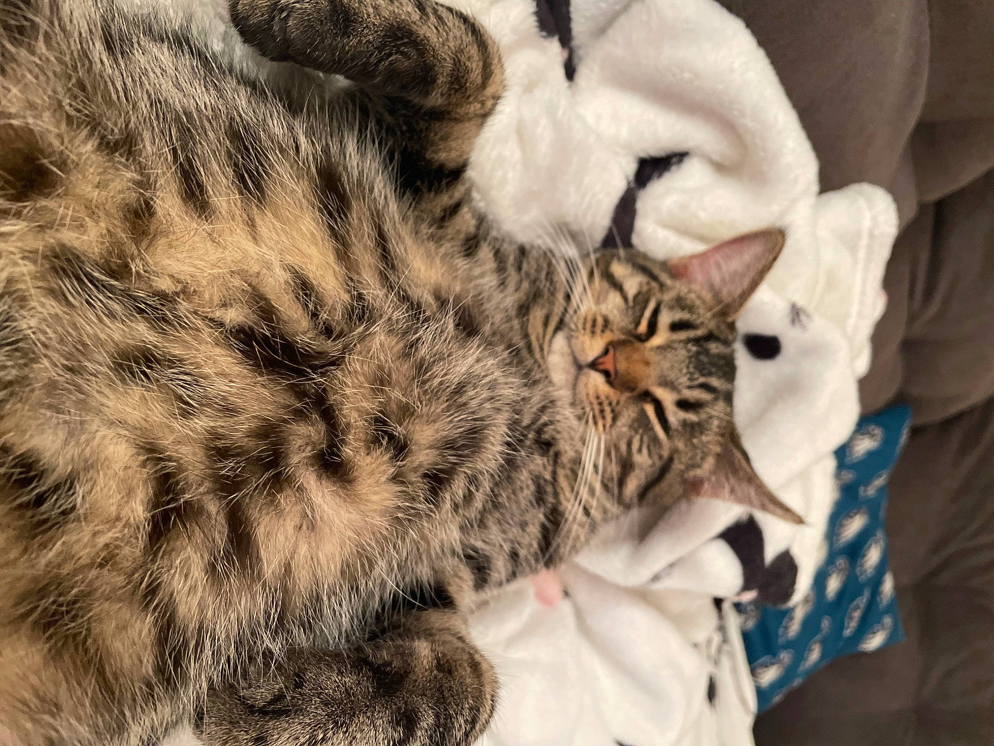 Big Man joined the competition — help win amazing prizes! big_cats, carnivore, cat, claw, close_up, comfort, domestic_short_haired_cat, fawn, felidae, fur, mammal, nap, paw, small_to_medium_sized_cats, snout, tail, terrestrial_animal, whiskers, wildlife