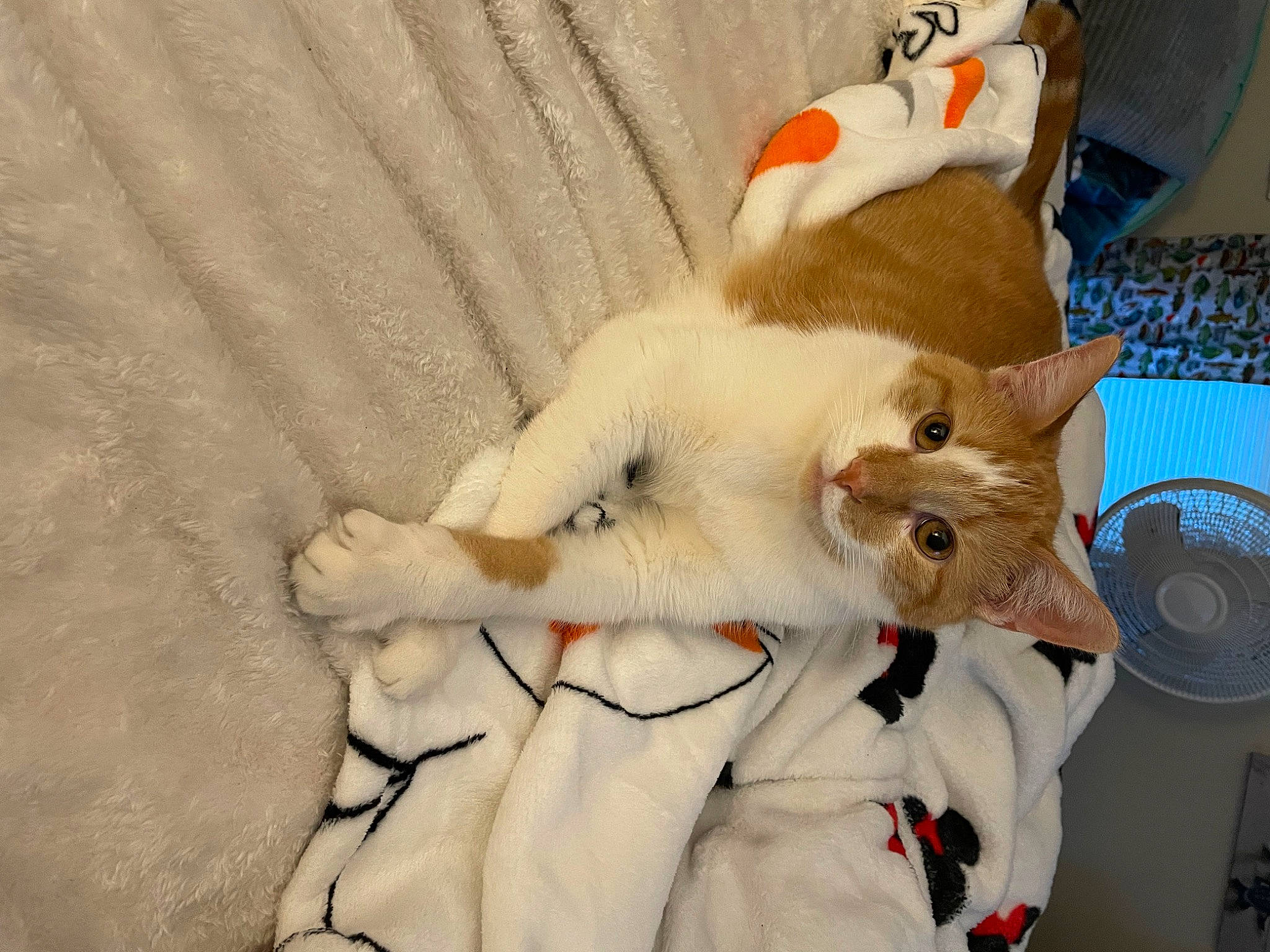 Carson is registered to the contest to win money with this photo: carnivore, cat, claw, collar, comfort, companion_dog, dog_breed, domestic_short_haired_cat, fawn, felidae, fur, linens, mechanical_fan, paw, small_to_medium_sized_cats, snout, stuffed_toy, tail, toy, whiskers