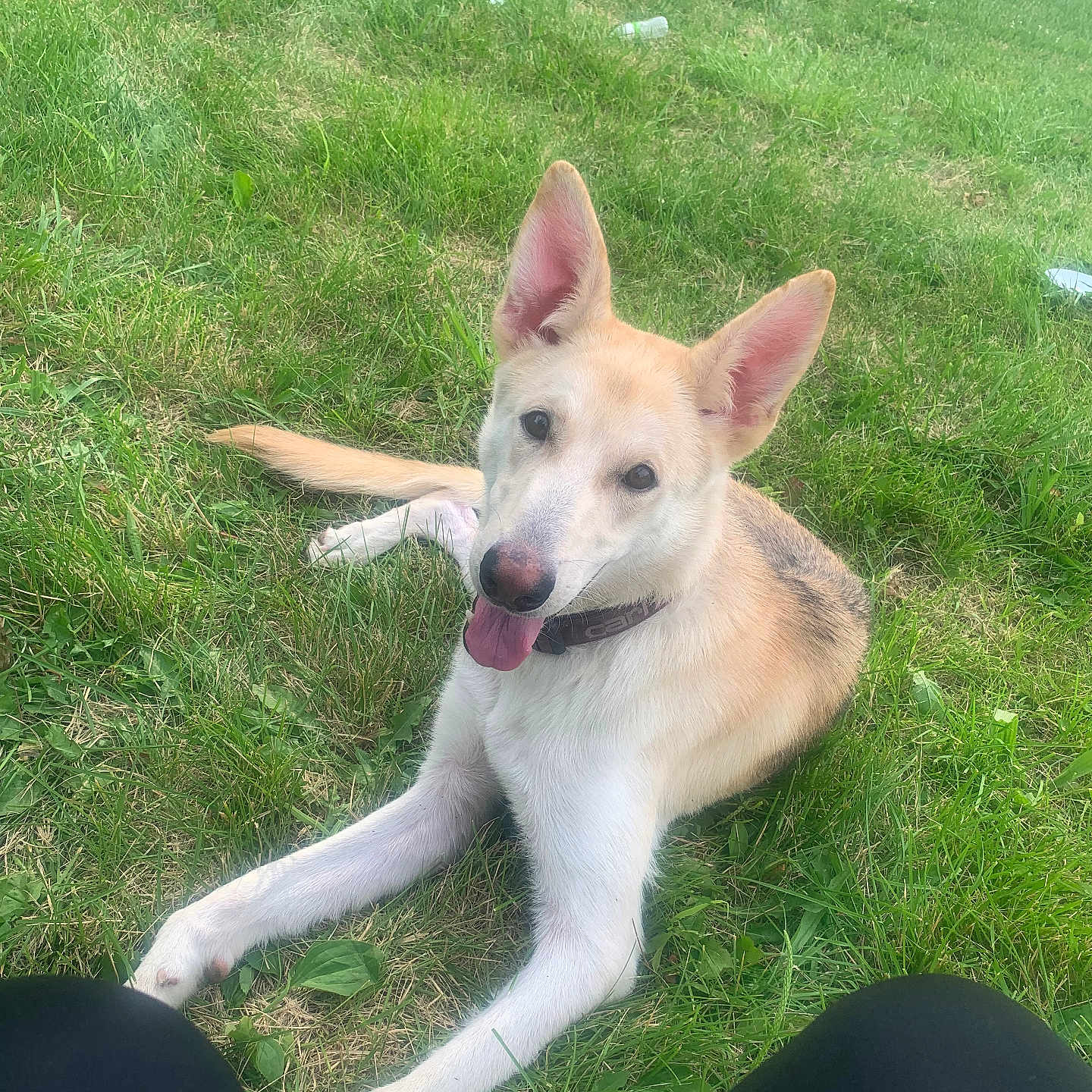 Doodle joined the competition — help win amazing prizes! accessories, animal, canine, dog, field, grass, grassland, green, hound, husky, lawn, nature, outdoors, park, pet, plant, puppy, strap, vegetation, whitedog