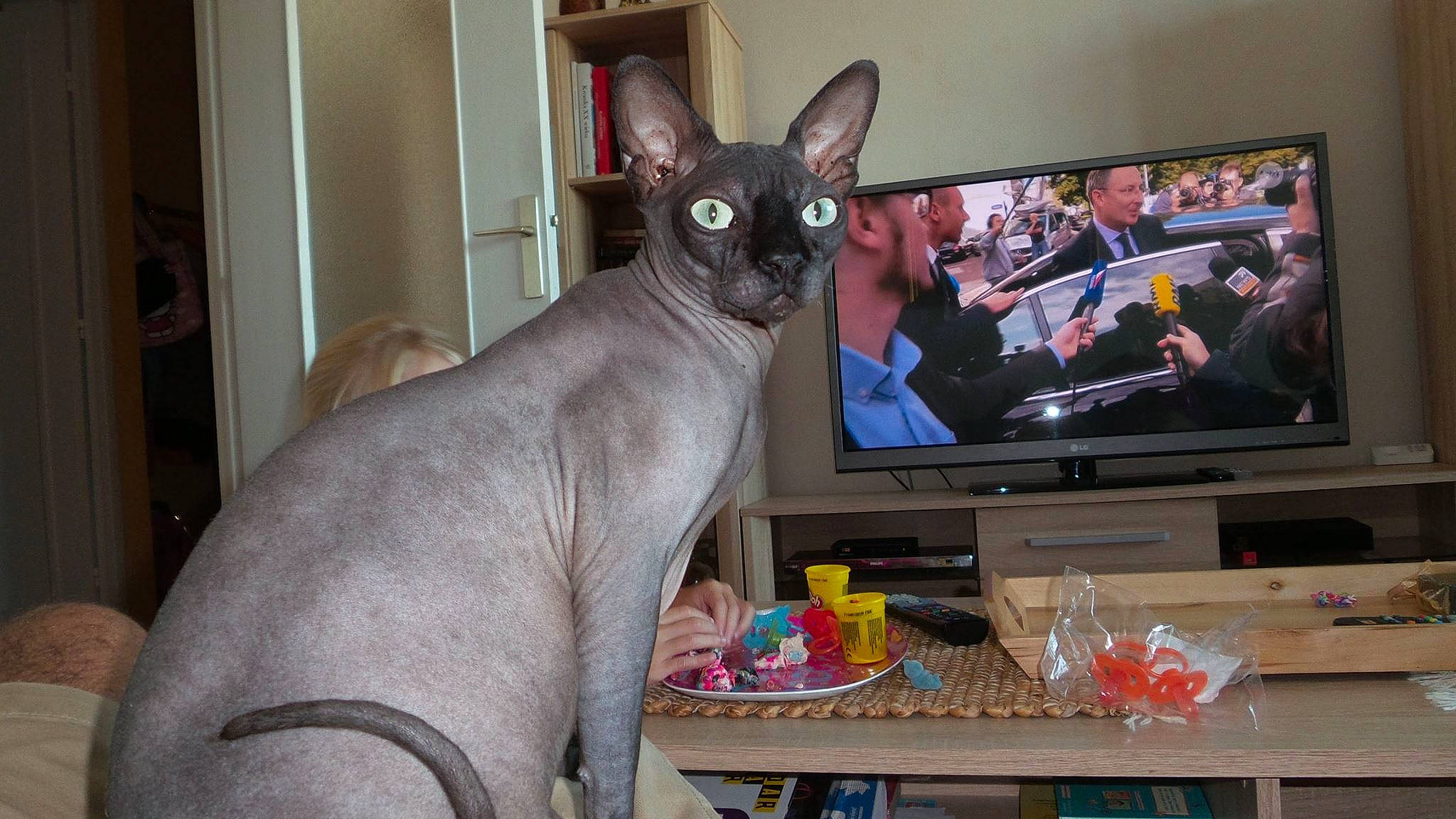 Morfeus participe au concours pour gagner de l'argent avec cette photo : asian, carnivore, cat, cornish_rex, devon_rex, donskoy, felidae, kitten, mammal, oriental_shorthair, peterbald, rex_cat, small_to_medium_sized_cats, sphynx, ukrainian_levkoy, vertebrate, whiskers