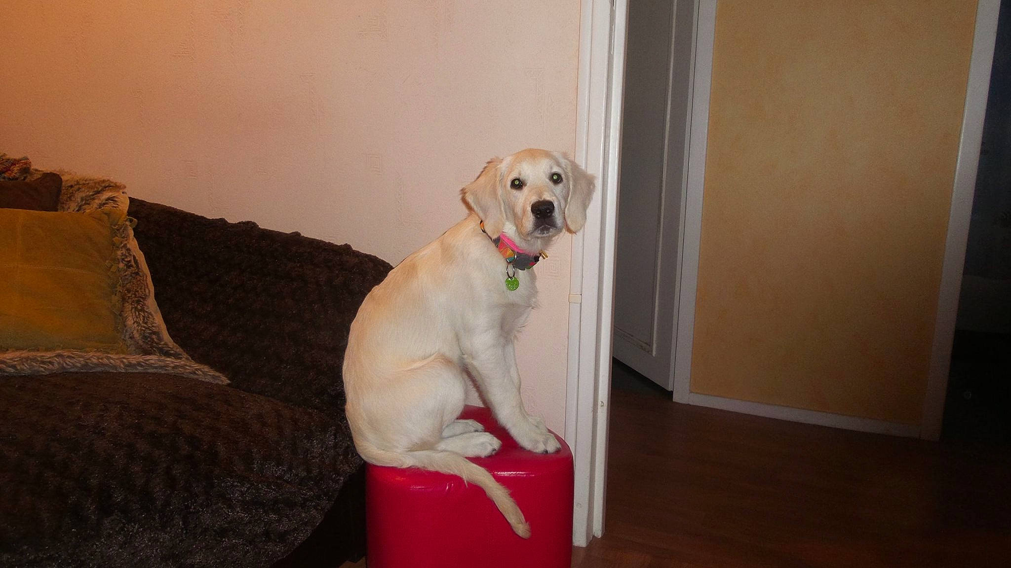 Fiona a rejoint le concours — aidez-le/la à gagner de superbes lots ! canidae, carnivore, companion_dog, dog, dog_breed, fawn, golden_retriever, labrador_retriever, mammal, puppy, retriever, snout, sporting_group, tail, vertebrate