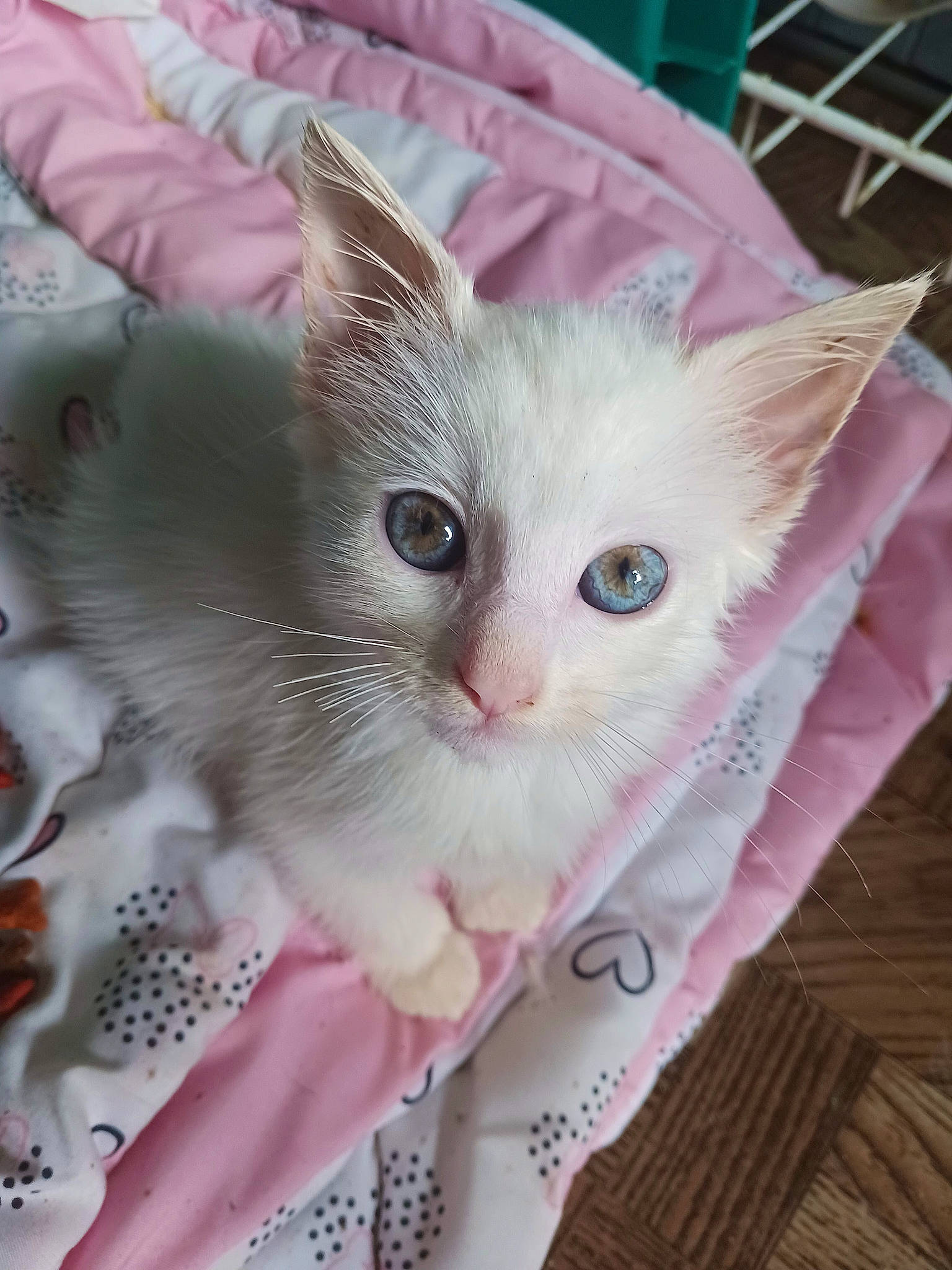 Snowball The Abandoned Kitten joined the competition — help win amazing prizes! carnivore, cat, cat_supply, claw, creative_arts, domestic_short_haired_cat, fawn, felidae, fur, iris, pattern, paw, small_to_medium_sized_cats, snout, tail, whiskers