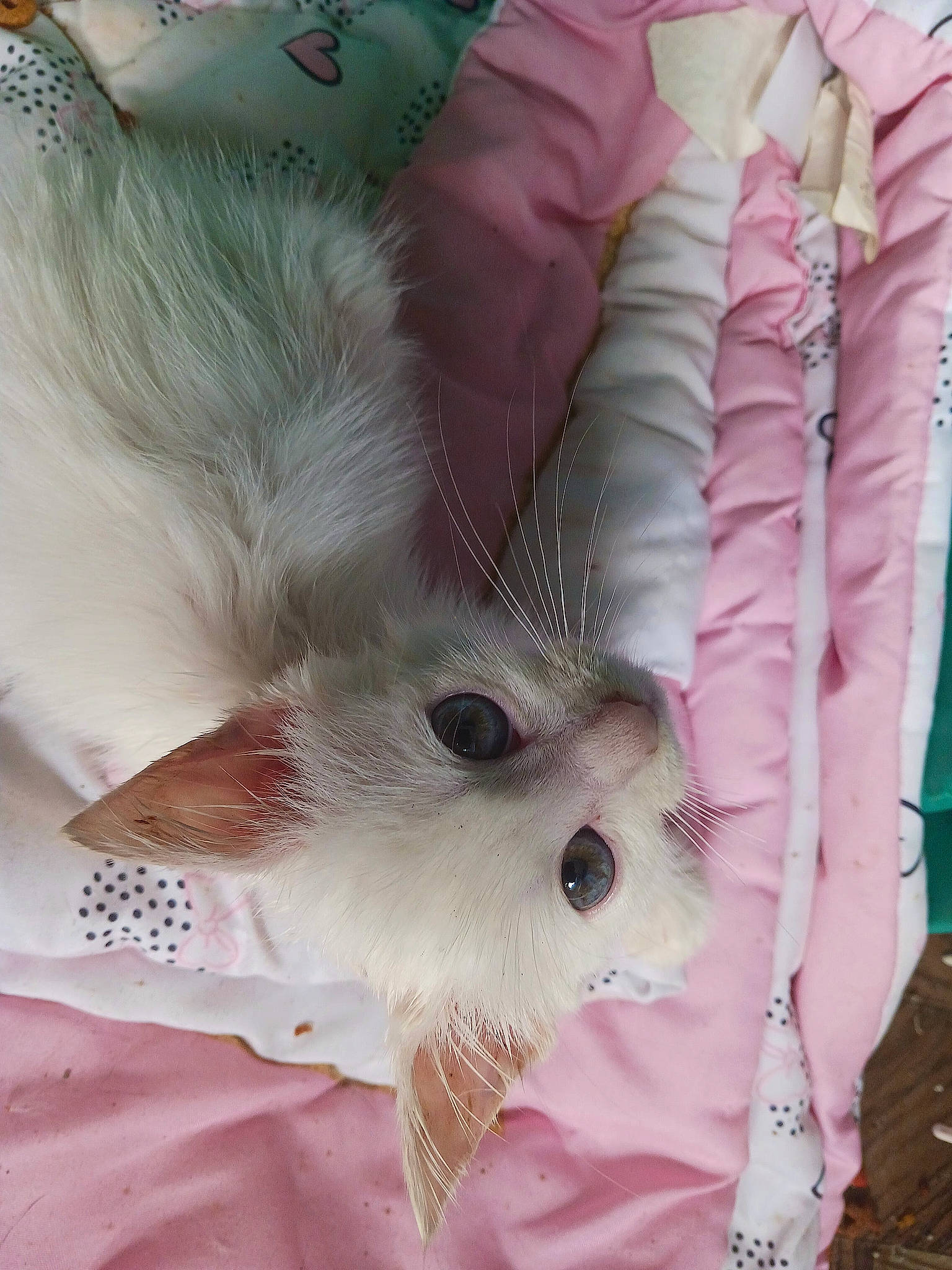 Snowball The Abandoned Kitten joined the competition — help win amazing prizes! carnivore, cat, cat_bed, claw, eye, fashion_accessory, fawn, feather, felidae, fur, linens, paw, small_to_medium_sized_cats, snout, tail, whiskers