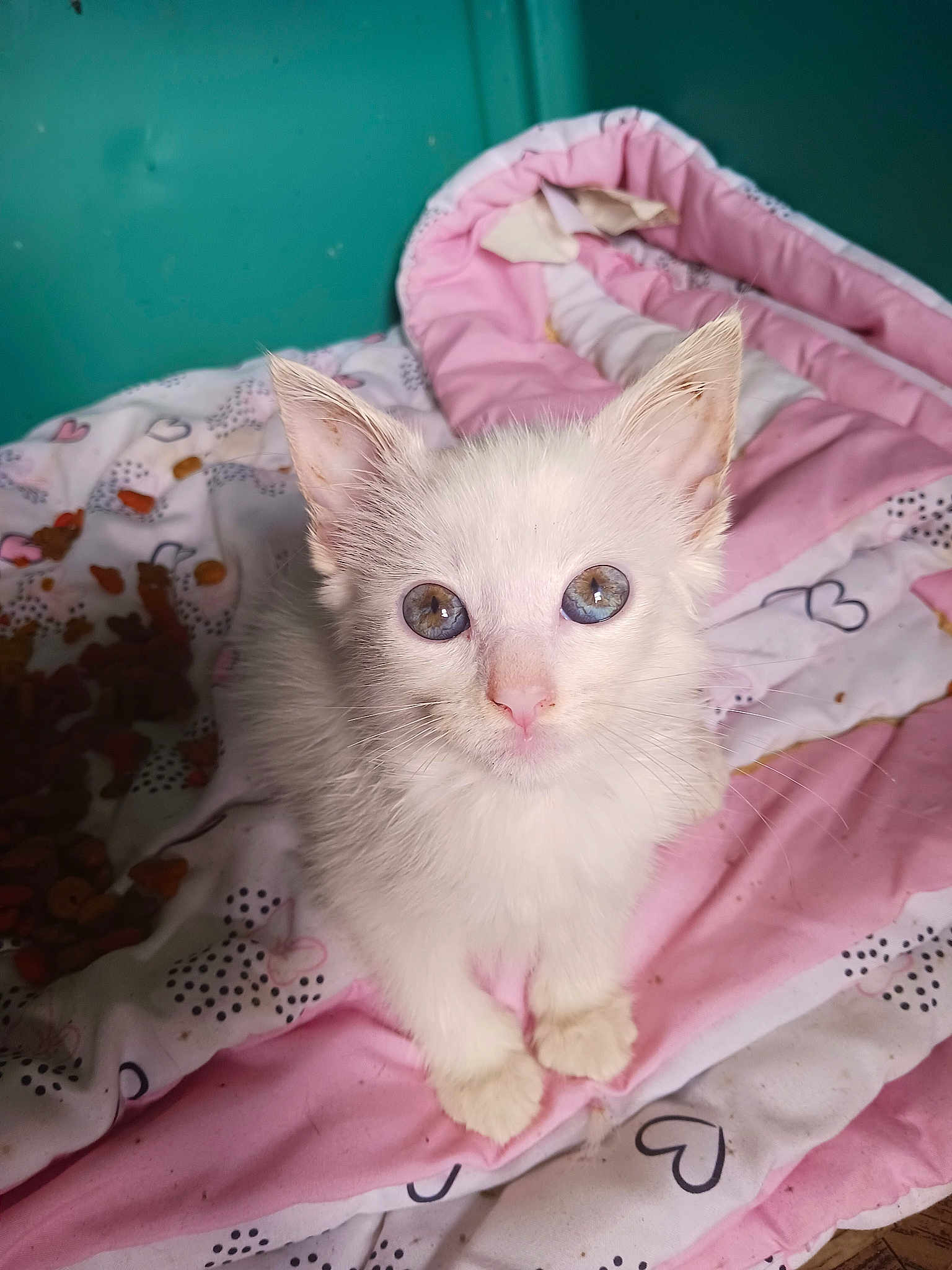 Snowball The Abandoned Kitten