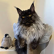 Boba is registered to the contest to win money with this photo: cat, maine_coon, long_fur, yellow_eyes, pet, indoor, cat_tree, feline, fluffy, resting, animal, cute, stuffed_toy, penguin, soft_texture, cozy, domestic, mammal, whiskers, portrait