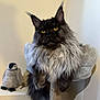 cat, maine_coon, long_fur, yellow_eyes, pet, indoor, cat_tree, feline, fluffy, resting, animal, cute, stuffed_toy, penguin, soft_texture, cozy, domestic, mammal, whiskers, portrait