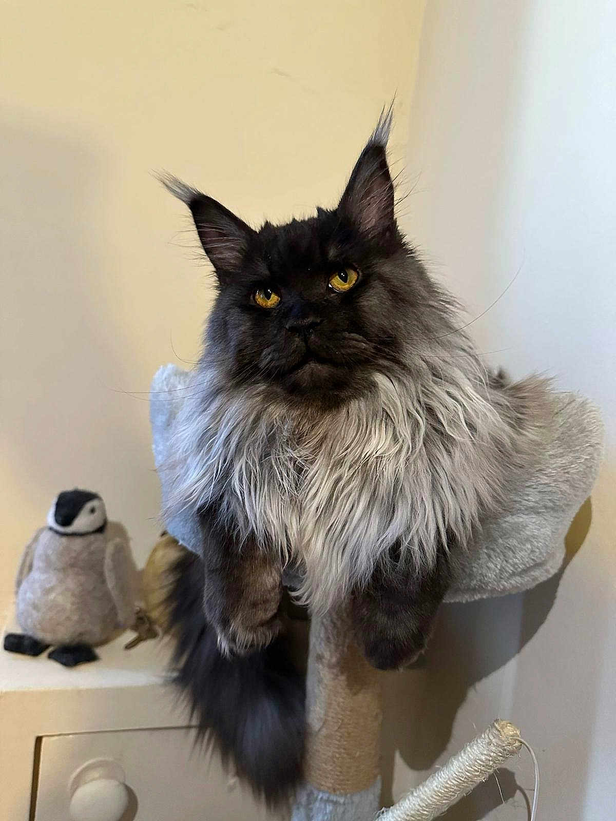 Boba is registered to the contest to win money with this photo: cat, maine_coon, long_fur, yellow_eyes, pet, indoor, cat_tree, feline, fluffy, resting, animal, cute, stuffed_toy, penguin, soft_texture, cozy, domestic, mammal, whiskers, portrait