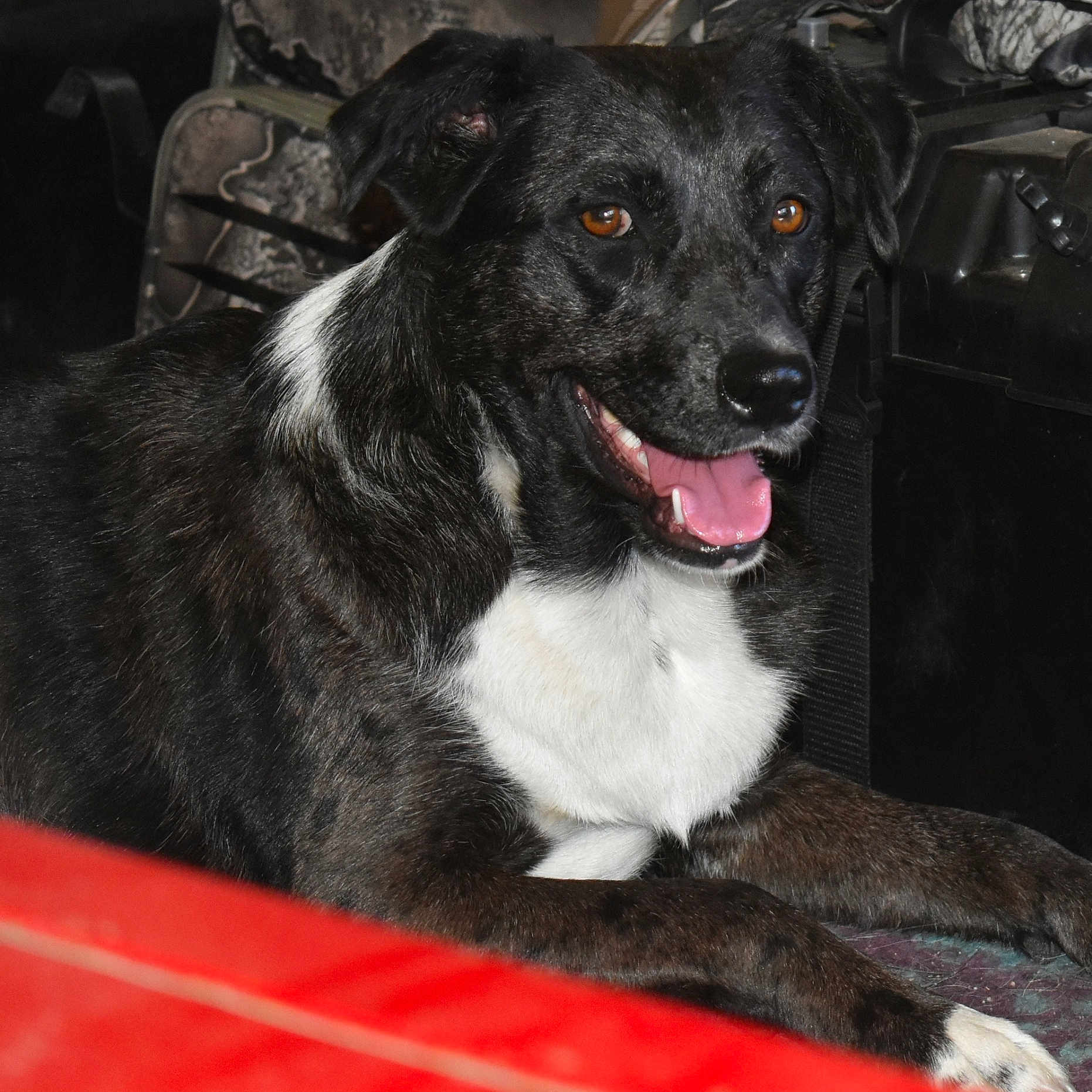 Brownie is registered to the contest to win money with this photo: accessories, animal, armchair, bodypart, canine, chair, collie, couch, dog, furniture, hound, labradorretriever, machine, mouth, person, pet, pointer, puppy, spoke, strap