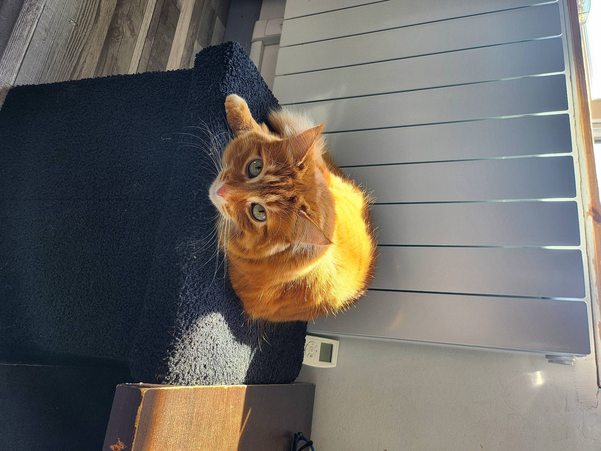 Bueno participe au concours pour gagner de l'argent avec cette photo : carnivore, cat, claw, domestic_short_haired_cat, fawn, felidae, fur, house, metal, road_surface, siding, small_to_medium_sized_cats, snout, tail, tints_and_shades, trunk, whiskers, window, winter, wood