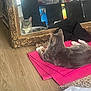 Lucy Bella joined the competition — help win amazing prizes! cat, gray_cat, tabby, reflection, mirror, pink_mat, wood_floor, indoor, resting, pet, furniture, decor, household_items, relaxing, cozy, ornate_frame, curled_paws, quiet, calm, sunlight