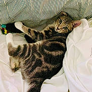 Lucy Bella is registered to the contest to win money with this photo: cat, tabby_cat, bed, white_sheets, striped_pillow, toy, paw, fur, whiskers, relaxed, indoor, pet, animal, cute, curious, looking_at_camera, cozy, resting, feline, soft