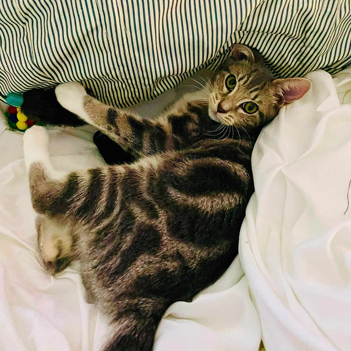 Lucy Bella is registered to the contest to win money with this photo: animal, bed, cat, cozy, curious, cute, feline, fur, indoor, looking_at_camera, paw, pet, relaxed, resting, soft, striped_pillow, tabby_cat, toy, whiskers, white_sheets