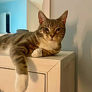 Lucy Bella is registered to the contest to win money with this photo: animal, calm, cat, cozy, cute, dresser, feline, furniture, home, indoor, light, mammal, pet, portrait, relaxed, resting, shadow, tabby, white_paws, wood