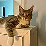 animal, calm, cat, cozy, cute, dresser, feline, furniture, home, indoor, light, mammal, pet, portrait, relaxed, resting, shadow, tabby, white_paws, wood