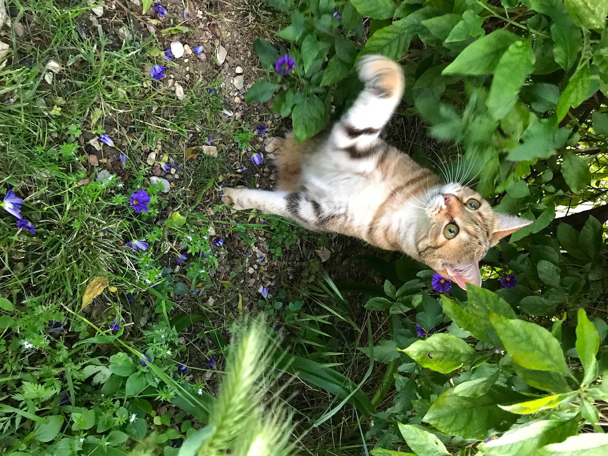 Nina a rejoint le concours — aidez-le/la à gagner de superbes lots ! carnivore, cat, domestic_short_haired_cat, european_shorthair, fawn, felidae, flower, grass, nepeta, pixie_bob, plant, small_to_medium_sized_cats, tabby_cat, tail, wild_cat