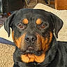 Rowdy joined the competition — help win amazing prizes! rottweiler, dog, pet, indoor, brown_eyes, black_fur, tan_fur, closeup, portrait, canine, animal, companion, furniture, carpet, bed, collar, ears, snout, nose, alert