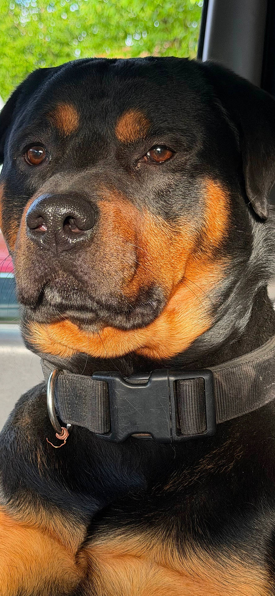 Rowdy is registered to the contest to win money with this photo: animal, black, brown_eyes, calm, close_up, collar, companion, dog, ears, face, fur, indoor, nose, pet, portrait, rottweiler, sitting, tan, vehicle, window