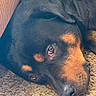 Rowdy joined the competition — help win amazing prizes! rottweiler, dog, pet, lying_down, close_up, carpet, black_and_tan, fur, canine, animal, resting, indoors, harness, portrait, face, snout, ears, expression, relaxed, texture