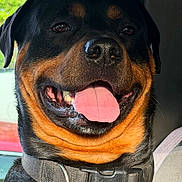 Vera Butler joined the competition — help win amazing prizes! animal, black_and_tan, blurred_background, close_up, collar, dog, eyes, happy, indoors, nose, open_mouth, pet, photography, portrait, rottweiler, sitting, smiling, teeth, tongue, window