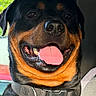 animal, black_and_tan, blurred_background, close_up, collar, dog, eyes, happy, indoors, nose, open_mouth, pet, photography, portrait, rottweiler, sitting, smiling, teeth, tongue, window