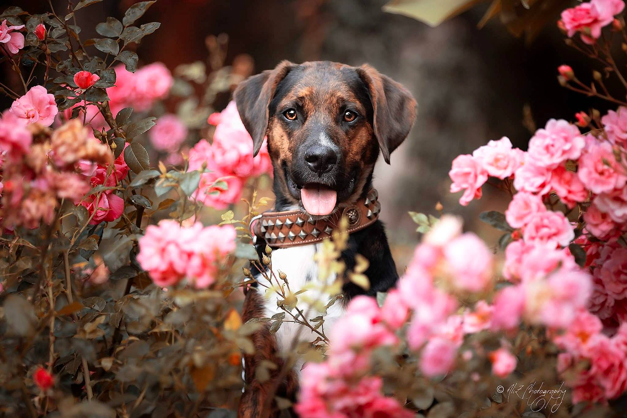 Onyx a rejoint le concours — aidez-le/la à gagner de superbes lots ! bavarian_mountain_hound, blossom, canidae, carnivore, dog, dog_breed, fawn, flower, mountain_cur, pink, plant, sporting_group, spring