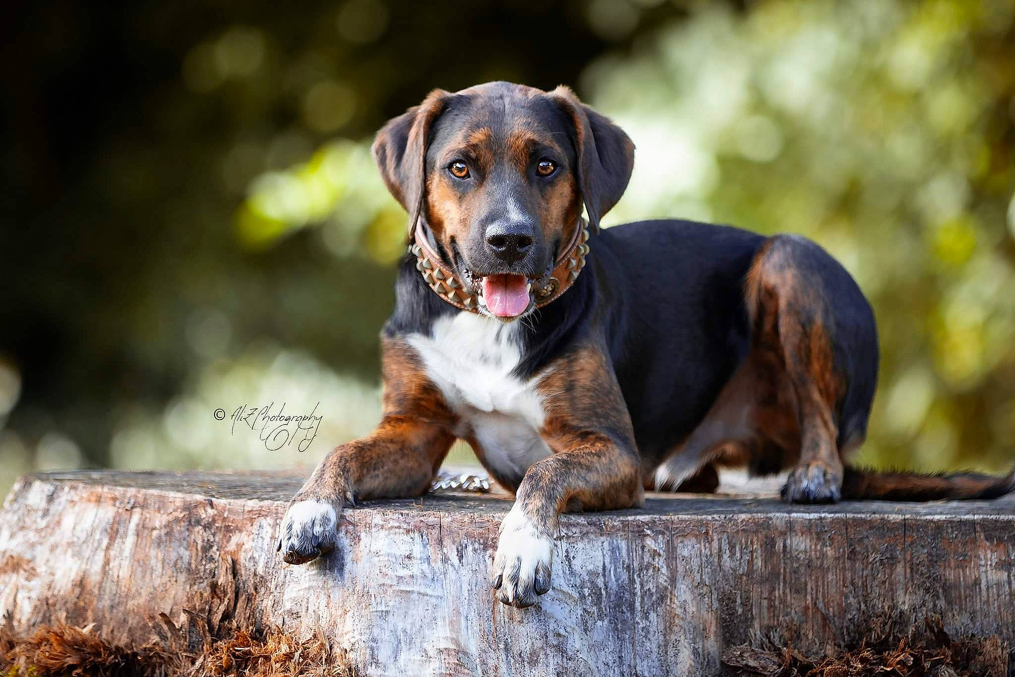 Onyx a rejoint le concours — aidez-le/la à gagner de superbes lots ! canidae, carnivore, companion_dog, dog, dog_breed, fawn, hound, hunting_dog, louisiana_catahoula_leopard_dog, mammal, puppy, rare_breed_dog, snout, vertebrate