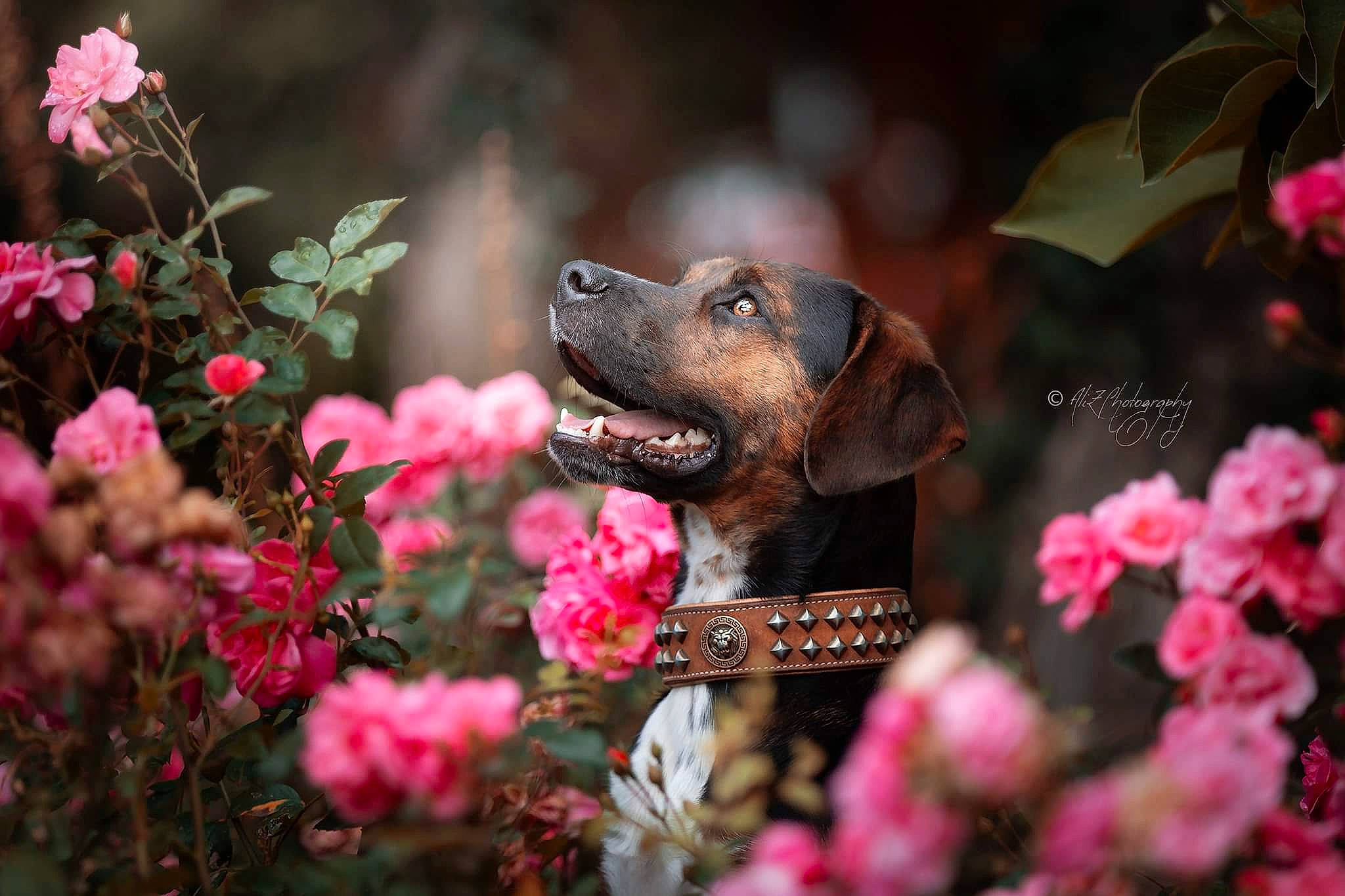 Onyx participe au concours pour gagner de l'argent avec cette photo : bavarian_mountain_hound, canidae, carnivore, dog, dog_breed, fawn, flower, pink, plant, puppy, sporting_group