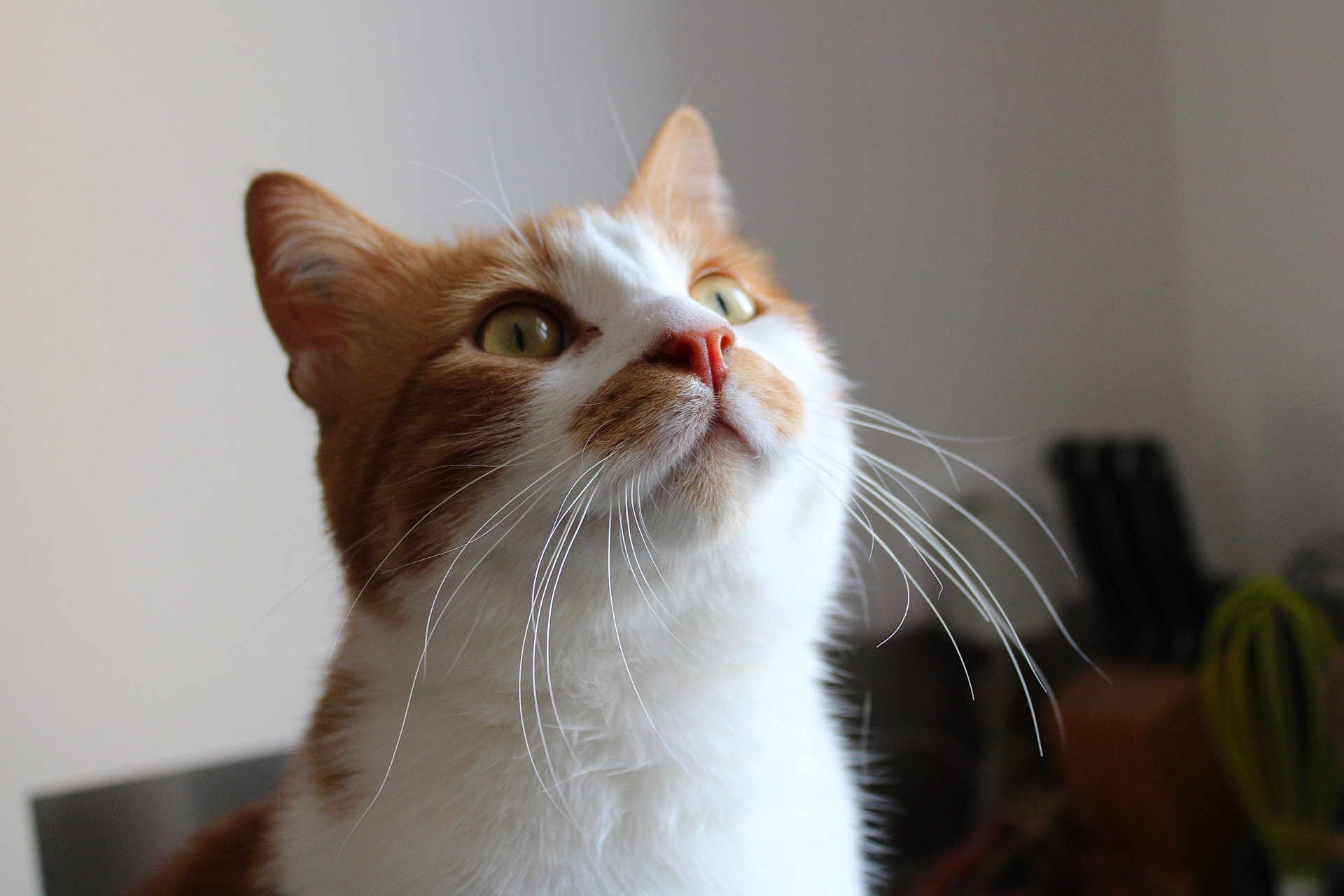 Oscar