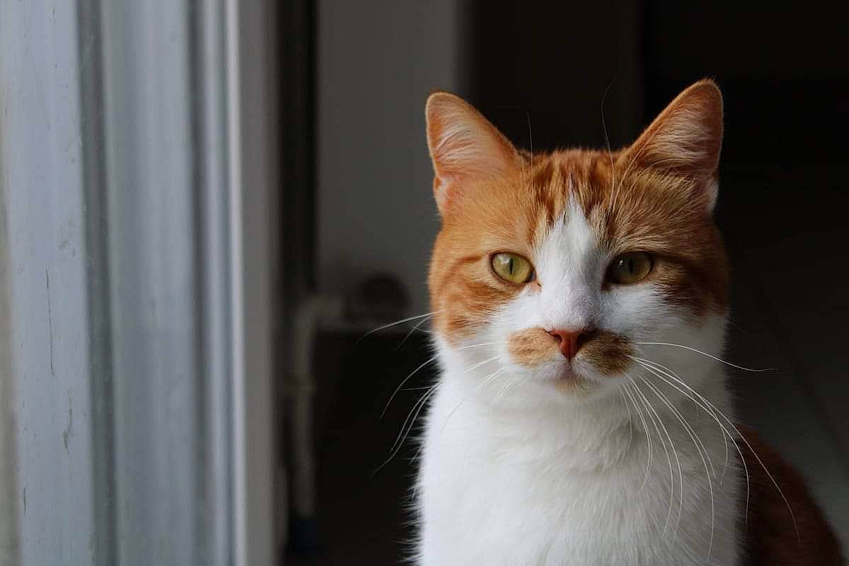 Oscar participe au concours pour gagner de l'argent avec cette photo : art, carnivore, cat, domestic_short_haired_cat, eye, fawn, felidae, fur, head, small_to_medium_sized_cats, snout, terrestrial_animal, whiskers, wildlife, window, wood