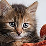 animal, blue_eyes, cat, close_up, curious, cute, domestic_cat, feline, fluffy, indoor, kitten, orange, pet, plush, portrait, snuggled, soft, toy, whiskers, young