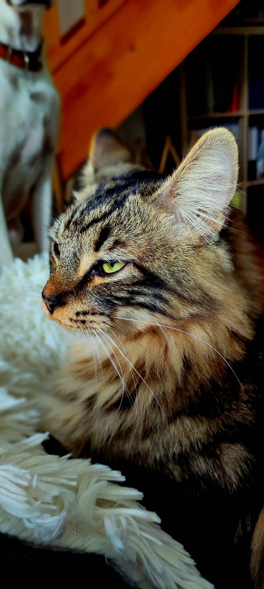 Olly participe au concours pour gagner de l'argent avec cette photo : carnivore, cat, domestic_short_haired_cat, felidae, fur, grass, plant, small_to_medium_sized_cats, snout, terrestrial_animal, tree, whiskers, wildlife, window, wood