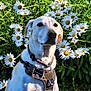 animal, canine, daisies, daytime, dog, flora, flowers, garden, grass, greenery, harness, nature, outdoor, pet, plant, portrait, sitting, summer, sunlight, white_dog